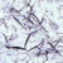 Gimp Desktop Pattern - 58