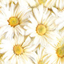 Desktop Pattern LibreOffice / OpenOffice Background - daisy 12