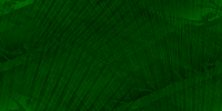 Desktop Pattern Starfishx Black & Green 200x100 - 63
