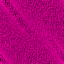 Desktop Pattern Starfishx 3 Colors Purple 64x64 - 24
