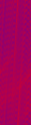 Desktop Pattern Starfishx Red, White, & Blue 100x400 - 112