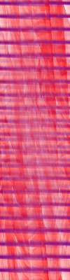 Desktop Pattern Starfishx Red, White, & Blue 100x400 - 142