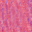 Desktop Pattern Starfishx Red, White, & Blue 64x64 - 14