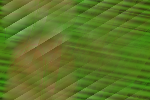 Desktop Pattern Starfishx Random Set 1 150x100 - 77