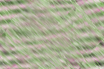Desktop Pattern Starfishx Random Set 1 150x100 - 154
