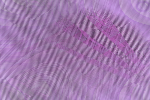 Desktop Pattern Starfishx Random Set 1 150x100 - 185