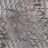 Desktop Pattern Starfishx Random Set 2 - 189