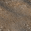 Desktop Pattern Starfishx Random Set 2 64x64 - 20