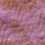 Desktop Pattern Starfishx Random Set 2 64x64 - 74