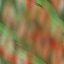 Desktop Pattern Starfishx Random Set 2 64x64 - 154