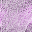 Desktop Pattern Starfishx Random Set 3 32x32 - 135