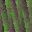 Desktop Pattern Starfishx Random Set 3 32x32 - 170
