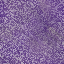 Desktop Pattern Starfishx Random Set 3 64x64 - 150