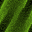 Desktop Pattern Starfishx Random Set 4 32x32 - 179