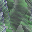 Desktop Pattern Starfishx Random Set 4 32x32 - 188