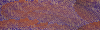 Desktop Pattern Starfishx Random Set 5 100x30 - 198