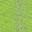 Desktop Pattern Starfishx Random Set 5 64x64 - 27