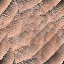 Desktop Pattern Starfishx Random Set 5 64x64 - 65