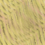 Desktop Pattern Starfishx Random Set 5 64x64 - 178